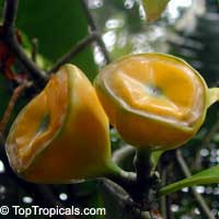 pereskia bloe3.jpg