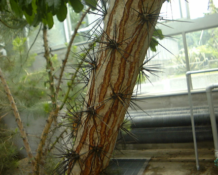pereskia bloe5.jpg