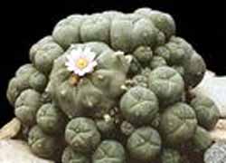 Lophophora_williamsii22.jpg