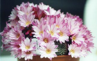 Rebutia.rosa