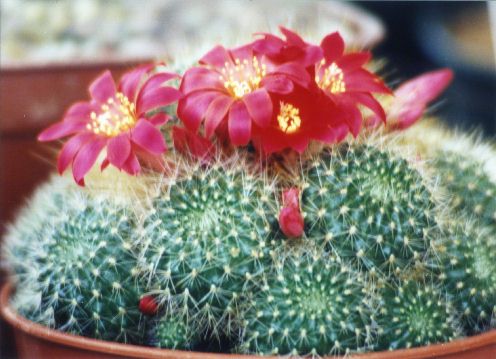 Rebutia.rot