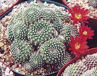 Rebutia_krainziana.jpg