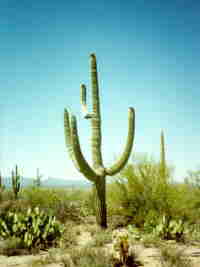 saguaro2.jpg