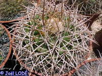d_bahiensis_a_200.jpg