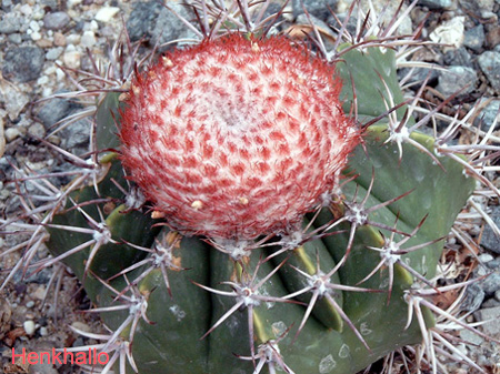 Melocatus%20Baiensis.jpg