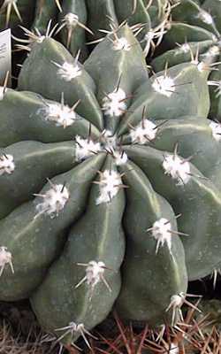 Melocactus_neryi.jpg