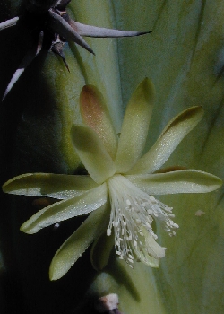 Myrtillocactus_cochal.jpg