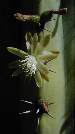 Myrtillocactus_cochal2.jpg