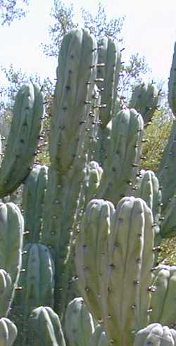 Myrtillocactus_geom.jpg