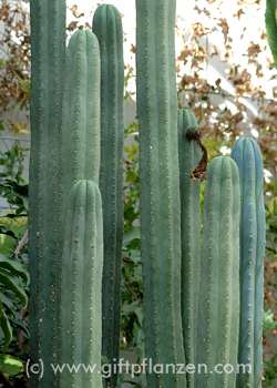 trichocereus_pachanoi.jpg