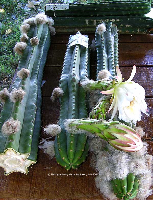 trichocereus_pachanoi_flower.jpg