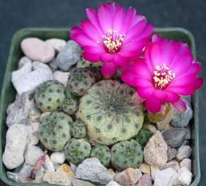 sulcorebutia-rauschii.jpg