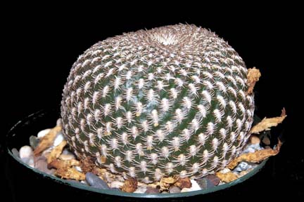 sulcorebutia_aranacea_01.jpg