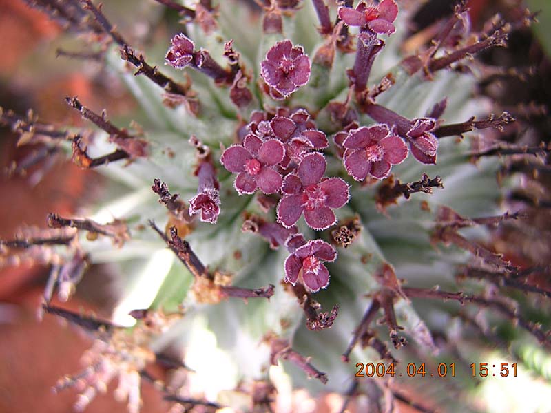 euphorbia-horrida__20090215_1736920262.jpg