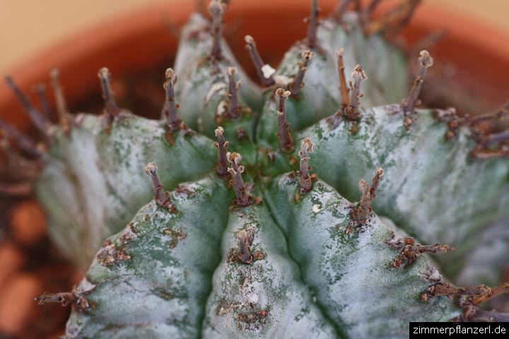 euphorbia-horrida-dornen.jpg