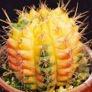 Gymnocalycium.jpg