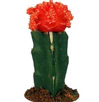 gymnocalycium2.jpg
