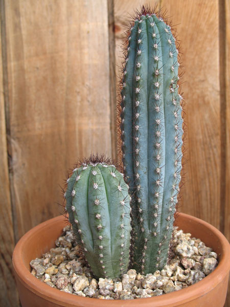 cipocereus_bradei_600.jpg