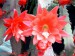 EpiphyllumHybride.jpg