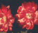 Epiphyllumhybrid2.jpg