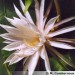 epiphyllum-oxypetalum.jpg