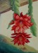 Epiphyllum12.jpg