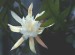 Epiphyllum-anguligum-a.jpg