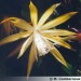 epiphyllum--x-v-fluid-gold.jpg